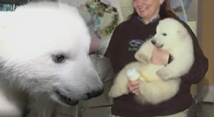 [영상] '보송보송' 귀여운 아기 북극곰 첫 공개