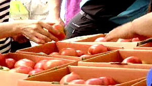경기도 광주 '명품 퇴촌 토마토' 재배 비결