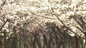 봄꽃 개화, 지구 온난화에 20년새 한 달 빨라져
