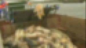 "중국 폐사 돼지, 상하이 식당 등에 공급"