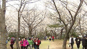 제주 '왕벚꽃축제' 개막&hellip;공연&middot;체험행사 다채