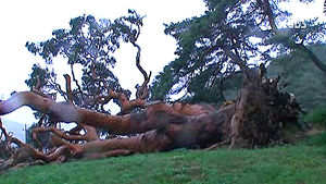 천연기념물 '왕소나무' 복제로 영구 보존 시도
