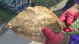 제철 맞은 도다리와 털게&hellip;봄 미각 자극