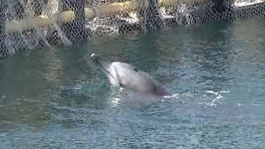 고향 바다로&hellip;자유의 몸 된 남방 큰돌고래