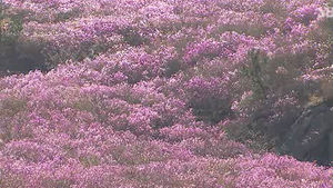산 전체를 물들인 분홍빛 진달래&hellip;봄꽃 절정