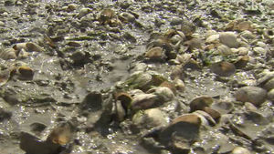 태안 바지락 떼죽음&hellip;기름 유출 때보다 심각