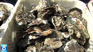 "맛 좋고 알도 가득" 섬진강 벚굴 채취 한창