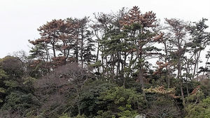 해남군, 5억 들여 심은 가로수 결국 '퇴출'