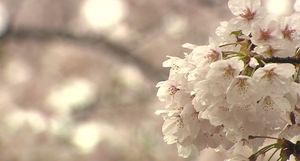 [영상] 흩날리는 꽃비&hellip;4월의 '벚꽃 엔딩'