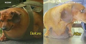 [영상] 몸무게를 줄여라!&hellip;17kg 감량한 애완견