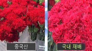 카네이션마저 중국산 활개&hellip;국산 둔갑해 유통