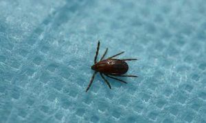'살인 진드기' 의심환자 첫 발생&hellip;제주 70대 노인