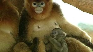 멸종위기종 1급 황금 원숭이, 새끼 4마리 출산