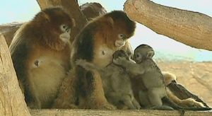 [영상] 멸종위기종 황금 원숭이 4형제의 데뷔 날!