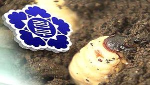 굼벵이&middot;귀뚜라미 수확&hellip;'곤충 식량' 개발 본격화