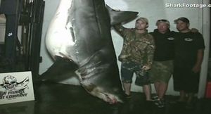 [영상] "월척이요!" 600kg 넘는 상어 잡은 강태공