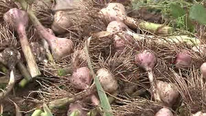 '마늘' 건강기능식품 인정&hellip;"혈중 콜레스테롤 개선"