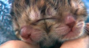 [10초영상] 얼굴 두 개 '야누스' 고양이?