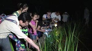 서울시, 공원 9곳에 반딧불이&middot;도룡뇽 개구리 방사