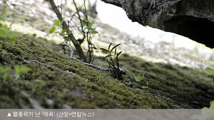 무분별 채집에 멸종위기 난 3종, 보길도에 식재