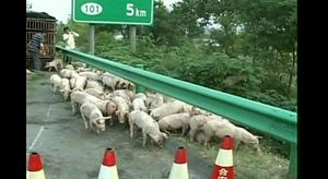 [영상] 돼지떼가 '우르르'&hellip;고속도로 점령