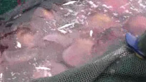 해수욕장에서 해파리에 쏘였을 때 응급처치는