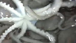 산낙지 먹던 70대 숨져&hellip;잘게 썰어 먹어야
