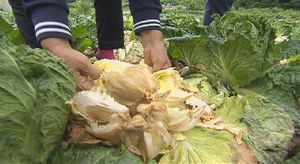 [영상] 밭에서 사라진 배추&hellip;농민들, 폭우에 '시름'