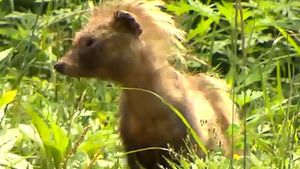 DMZ 고립 60년&hellip;폐허에서 생태계 보고로