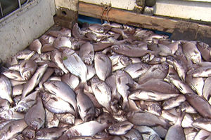 남해 '적조' 공포&hellip;양식장 물고기 집단 폐사