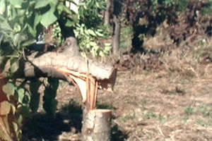 한국 교포 배농장 쑥대밭 만든 中 주민들&hellip;왜?