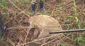 [영상] 120kg 멧돼지 창경궁에 나타나&hellip;현장 사살