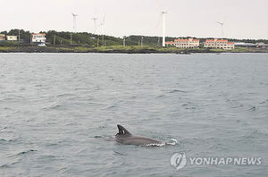 [핫포토] "제돌아 반갑다!" 유영하고 있는 모습 포착
