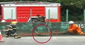 [영상] 고속도로에 벌어진 악어 대소동