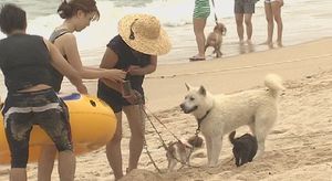 [영상] 애견 전용 해변 등장&hellip;같이 피서 즐겨요!