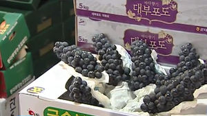긴 장마 영향에 여름 대표과일 가격 급등
