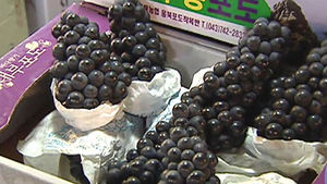 여름 대표 과일 값 급등&hellip;"당분간 높은 시세 유지"