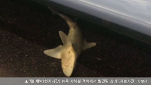 뉴욕지하철 객차에 상어 출현 소동