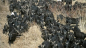 서울 도심서 흑염소 1400여 마리 불법도축