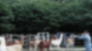 동물원, 개를 사자로 둔갑시킨 운영&hellip;'황당'