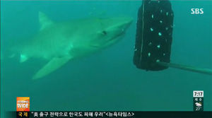 [핫포토] 하와이 '타이거 상어' 비상&hellip;관광객 사망