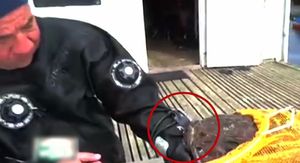 [영상] 아귀에 손목 통째로 물린 다이버, 승자는?