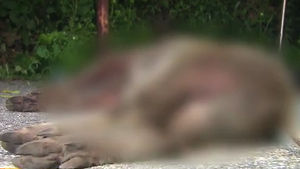 성북동 삼청터널 인근 멧돼지 출현&hellip;사살