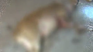 멧돼지 강릉의료원 나타나 난동&hellip;직원 부상