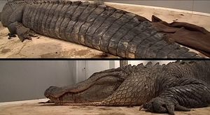 [영상] 악어 사냥 행사에서 잡힌 330kg 거대 악어