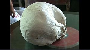 [영상] 무게 3.5kg 초대형 야생버섯 발견