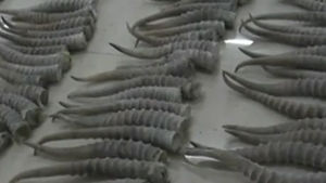 중국서 멸종 위기종 '영양 뿔' 밀수 적발