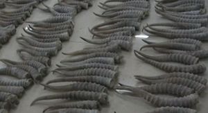 [영상] '몸에 좋다는 말에' 멸종위기종 영양 뿔 불법 밀수