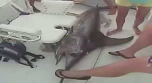 [영상] 임신 8개월 여성, 100kg 거대 황새치 낚아