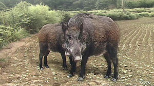 10km 바다 헤엄쳐 온 멧돼지들&hellip;섬마을 '공포'